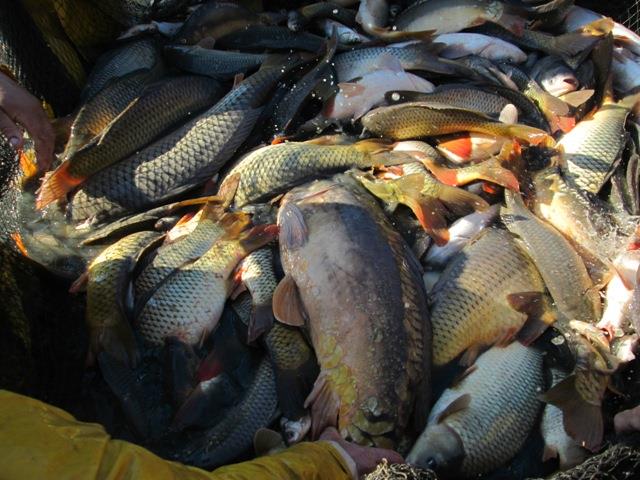 Navod Noiembrie 2013 - Crapi ramasi - peste-sulimanu-6.JPG